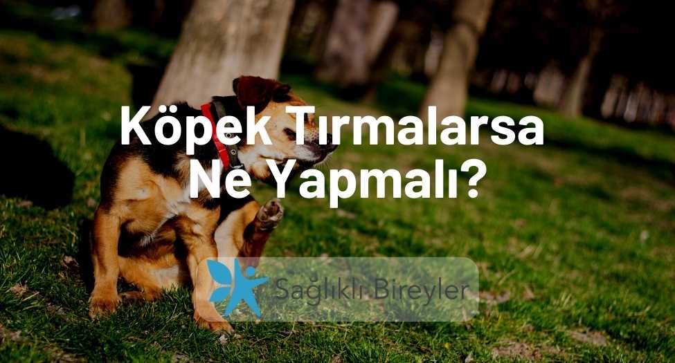 Köpek Tırmalarsa Ne Yapmalı